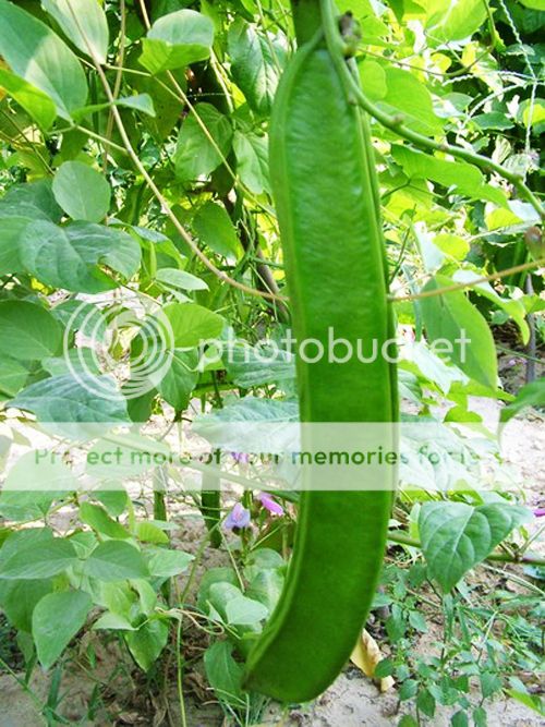 3 Knife Bean Seeds Brazil Sword Bean Knife Bean Canavalia Organic